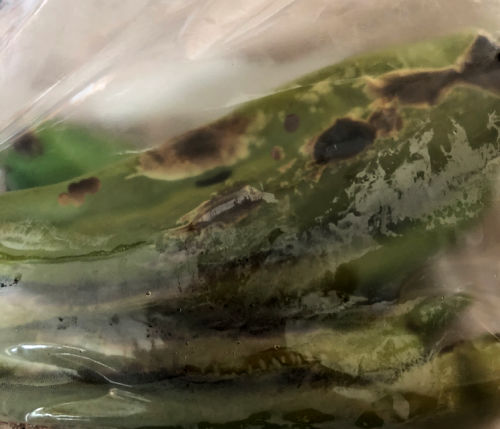 photo of hatch chiles steaming in a clear plastic bag